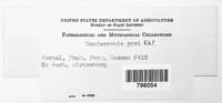 Hendersonia pyri image